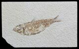 Knightia Fossil Fish - Wyoming #59831-1
